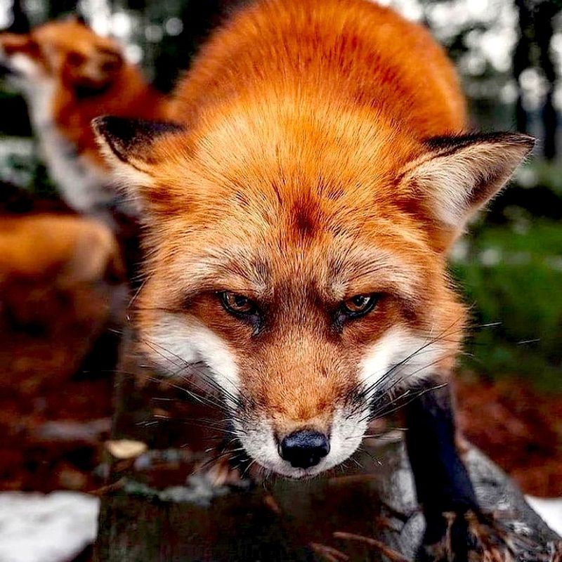 À la recherche d’une petite amie à rencontrer, Sumy,  Ukraine