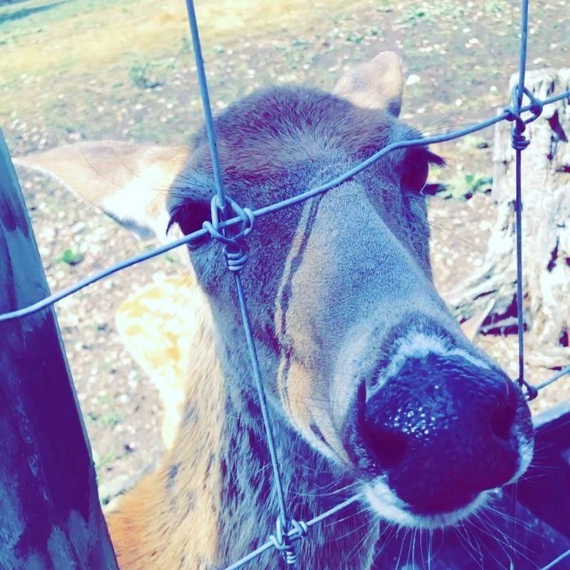 Procurando uma namorada para conhecer, em dallas,  Estados Unidos da América