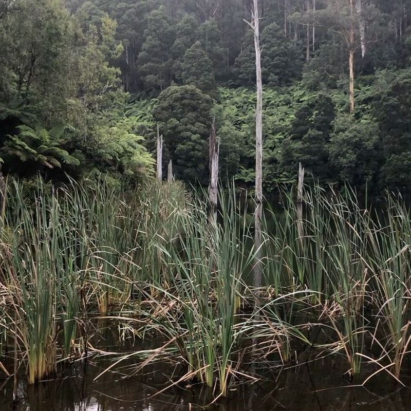 Auf der Suche nach einer Freundin zu treffen, Melbourne,  Australien kennen 